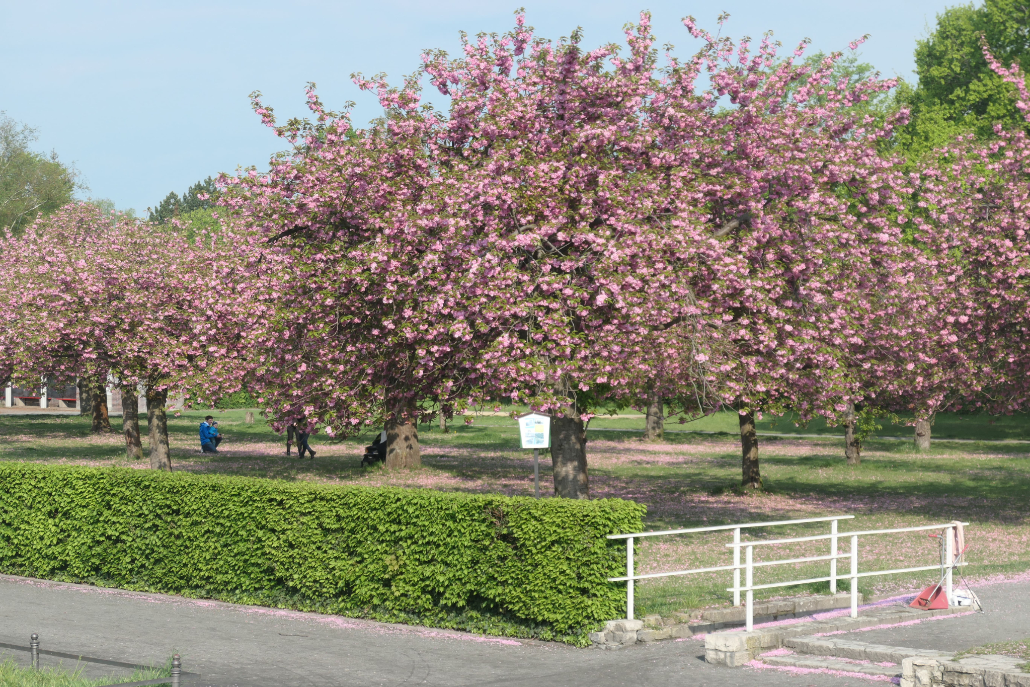 Kirschbaumblüte in berlin